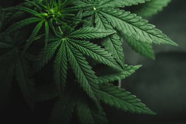 Public Health Fakes: legalization of medical cannabis will lead to the flourishing of the drug trade in Ukraine. Issue #8