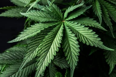 Фейки щодо системи охорони здоров’я: Зеленський легалізує марихуану, аби люди «терпіли біль, стрес та травми». Випуск №41